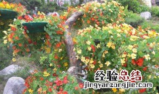 文冠果怎么盆栽 文冠果怎么种植技术