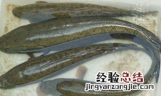乌鱼死了怎么保鲜 乌鱼死了什么意思