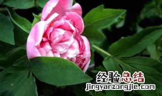 牡丹花盆栽家养方法 家庭盆栽牡丹花怎么养护