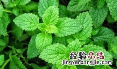 薄荷可以和茶叶一起泡吗 薄荷能和茶叶一起泡