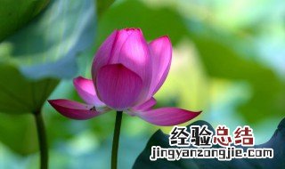 盆养荷花怎么养 盆栽荷花如何养殖