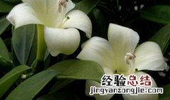 茉莉花什么时候开花 盆栽灰莉为什么不开花