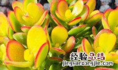 姬花月多肉怎么养 多肉植物姬红花月怎么养