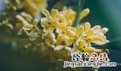 怎样才能让桂花盆栽大量开花 桂花如何才能多开花