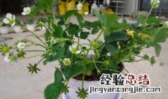 盆栽葫芦种植方法视频 盆栽葫芦种植方法