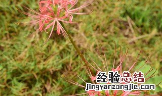 彼岸花喜欢酸性还是碱性土壤 彼岸花喜欢酸性还是碱性