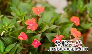 凤仙花有哪些特点 凤仙花的特点是什么