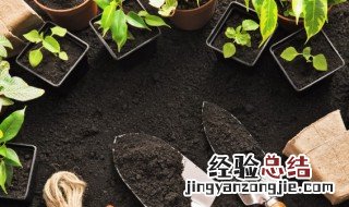 会结果的盆栽有哪些 常年结果的盆栽