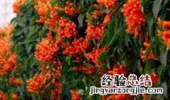 炮仗花如何施肥 炮仗花施肥用什么肥料