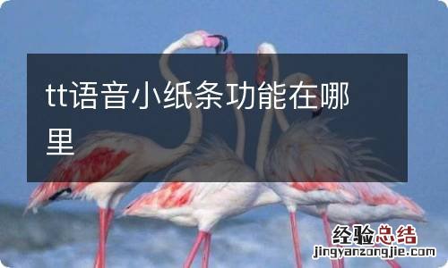 tt语音小纸条功能在哪里