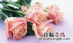 盆栽玫瑰的叶子干了怎么办. 玫瑰叶子都干了还能活吗