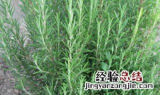 迷迭香种植要注意事项 迷迭香种植要注意什么