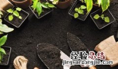 铁皮石斛怎么种植盆栽 铁皮石斛盆栽怎么养殖方法