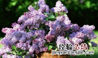 盆栽丁香花怎么过冬 丁香花可以过冬吗