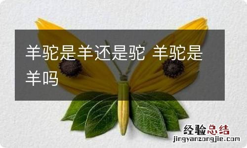 羊驼是羊还是驼 羊驼是羊吗