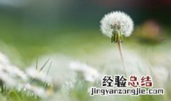 蒲公英泡水喝可以丰胸吗 蒲公英泡水喝能丰胸吗