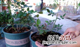 盆栽植物如何松土 盆栽松土的方法