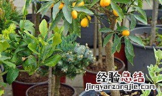 观赏植物开心果怎么养 开心果树盆栽应该怎么养