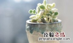 适合在卧室养殖的盆栽植物有哪些? 卧室盆栽种什么植物好