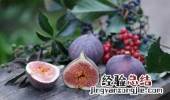 无花果树冬天用浇水吗 盆栽无花果冬天用浇水吗