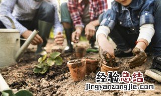 盆栽万年红植物怎么养 盆栽万年红的养殖方法