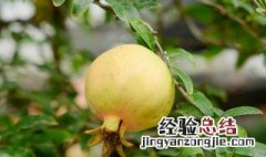 石榴花播种方法 石榴花播种方法视频