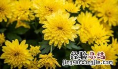 菊花和桃花可以一起泡水喝吗 菊花和桃花能一起泡水喝吗