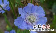 蓝色的花盆栽 蓝色花盆栽什么花好看