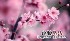 盆栽梅花的浇水施肥怎么养 盆栽梅花如何浇水