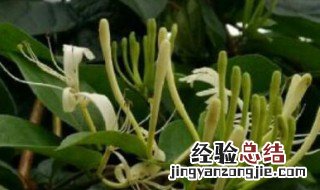 金银花老桩好活吗 金银花老桩无细根能活吗