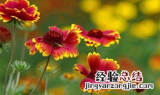 天人菊养护 天人菊怎么养