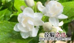 茉莉花的养护技巧与繁殖方法 茉莉花花的养殖方法和注意事项有哪些