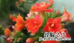 长寿花当年扦插开花吗 长寿花当年扦插开花吗视频