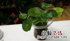 属蛇人适合养什么植物 属蛇人适合养什么植物运气好