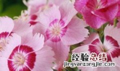 常夏石竹怎么养才能开花 常夏石竹怎么养