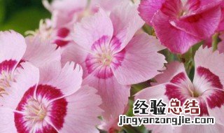 常夏石竹怎么养才能开花 常夏石竹怎么养