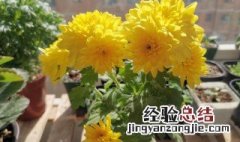 盆栽菊花夏天怎么养 盆栽菊花夏天怎么养护