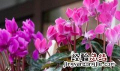 兔子花怎么养 兔子花怎么养花茎发软黄叶