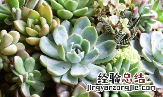 多肉植物松虫怎么养 多肉植物松虫怎么养活