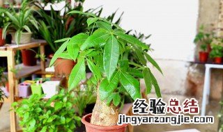 绿色植物养殖小妙招 绿色植物养殖小妙招有哪些