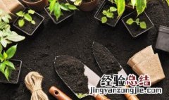 荷花玉兰的养殖方法 荷花玉兰怎么养