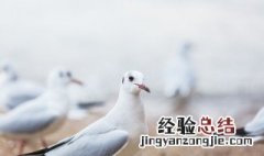 鸽子分公母的快速方法 鸽子分公母最简单方法