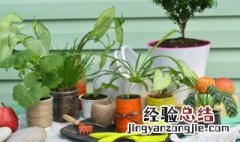 生日 送盆栽 生日可送什么盆栽植物