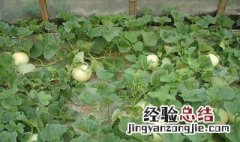 香瓜怎么种植方法 香瓜的种植方法步骤