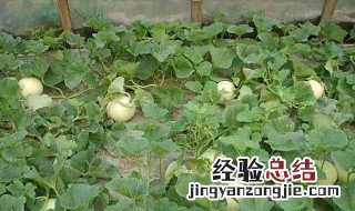 香瓜怎么种植方法 香瓜的种植方法步骤