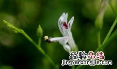 穿心莲种植的时间和方法是什么 穿心莲种植的时间和方法