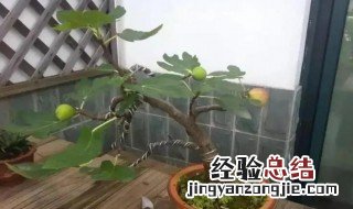 无花果盆栽能养家里吗 无花果盆栽为什么不能养在家里