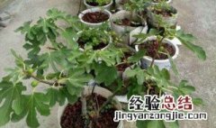 无花果能盆栽吗?现在 无花果能盆栽吗