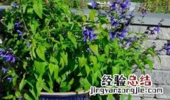 鼠尾草可以盆栽吗 盆栽鼠尾草怎么养