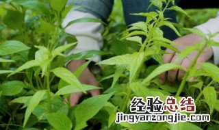 香草又叫什么名字 关于香草的别名